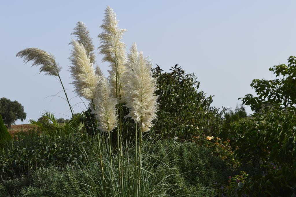 Bed & Breakfast Villa Lavanda Noci Quarto foto